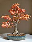 Erable-Bonsai-Acer Acer palmatum 'Katsura'