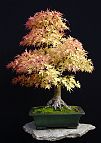 Bonsai-Erable-Acer Acer palmatum 'Sango kaku'