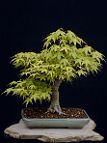 Erable-Bonsai-Acer Acer palmatum 'Katsura'