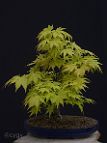 Erable-Bonsai-Acer Acer palmatum 'Orange Dream'