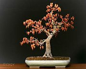 Bonsai-Erable-Acer Acer palmatum 'Katsura'