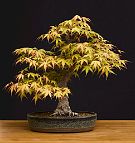 Erable-Bonsai-Acer Acer palmatum 'Katsura'