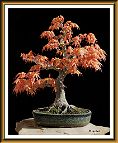 Erable-Bonsai-Acer Acer palmatum 'Katsura'