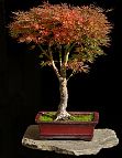 Bonsai-Erable-Acer Acer palmatum 'Okushimo'
