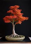 Erable-Bonsai-Acer Acer palmatum 'Shishigashira'