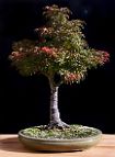 Erable-Bonsai-Acer Acer palmatum 'Shishigashira'