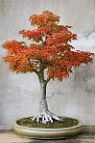 Erable-Bonsai-Acer Acer palmatum 'Shishigashira'