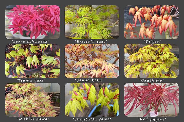 Maple leaves MAPLE LEAVES BONSAI Feuilles d'érables bonsaï