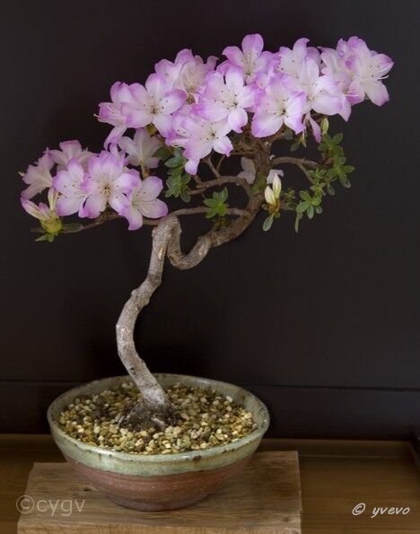 Azalée-bonsai Rhododendron indicum (azalée satsuki)