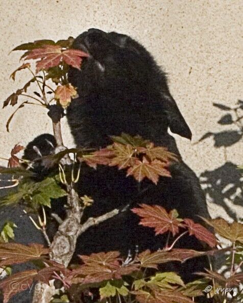bonsai-chat Bagheera