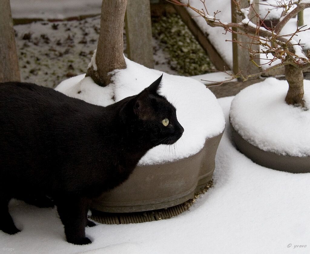 bonsai-chat Bagheera
