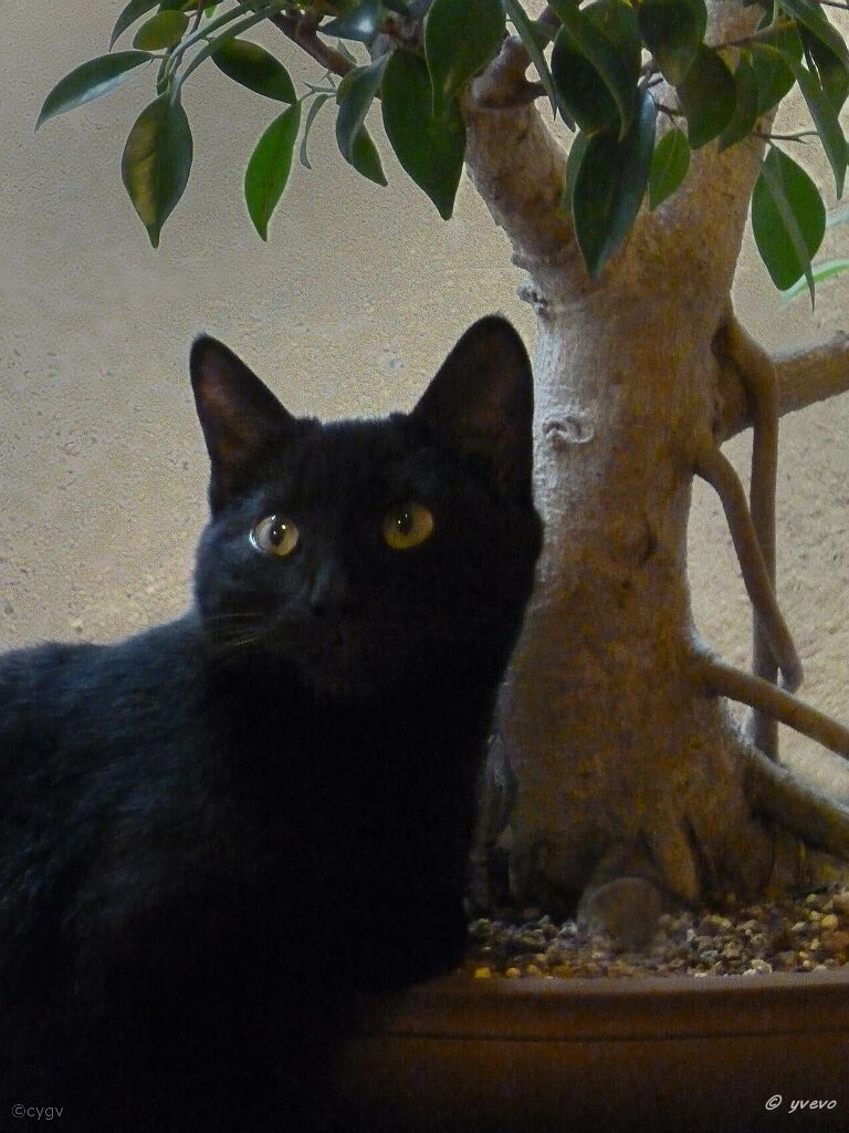 bonsai-chat Bagheera