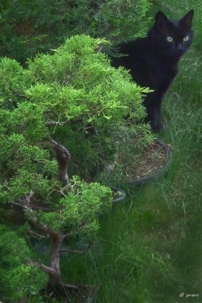 bonsai-chat Bagheera