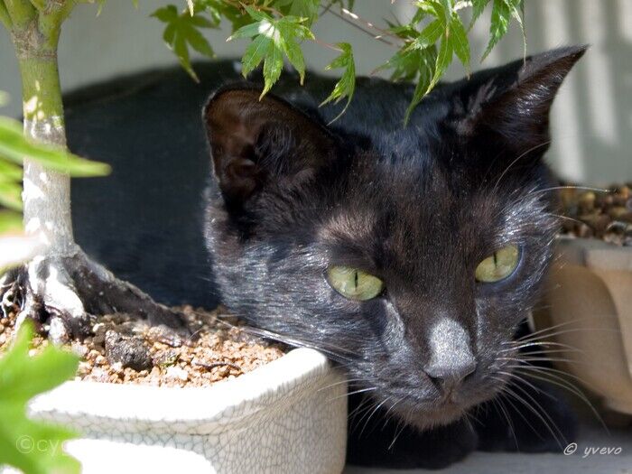 bonsai-chat Bagheera