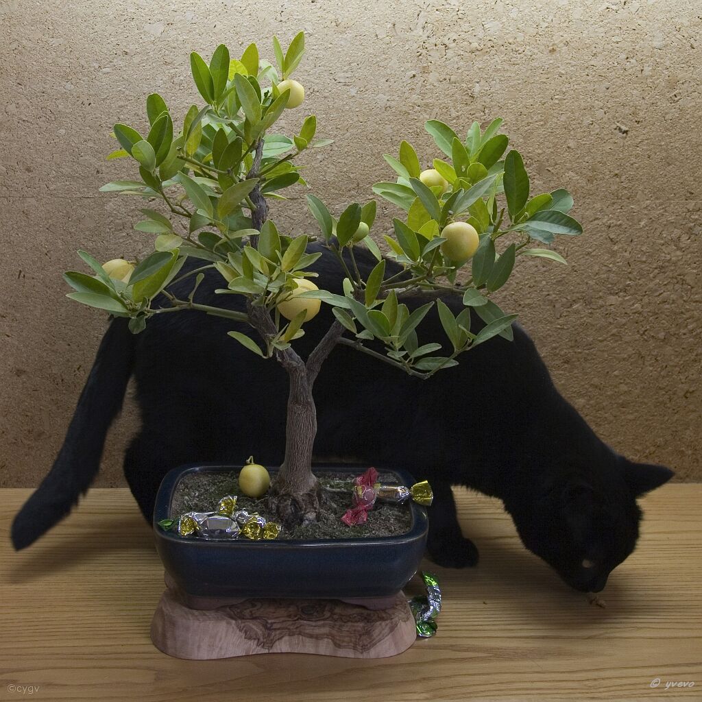 bonsai-chat Ensembles