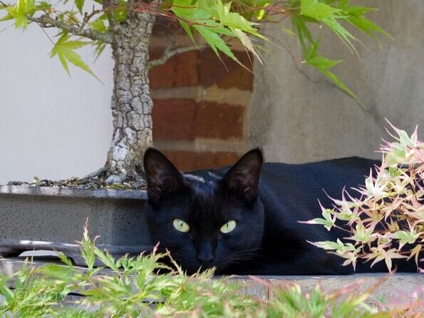 bonsai-chat Bagheera