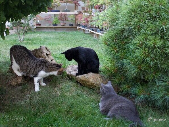 bonsai-chat Ensembles