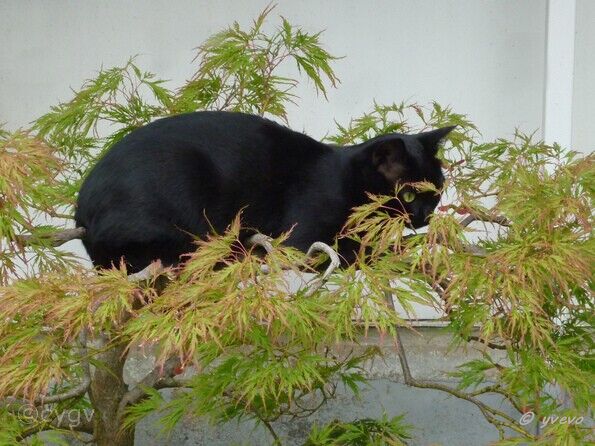 bonsai-chat Bagheera