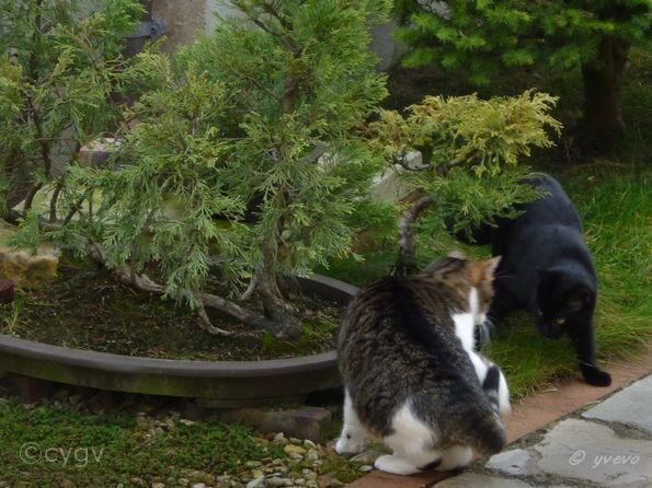 bonsai-chat Bagheera