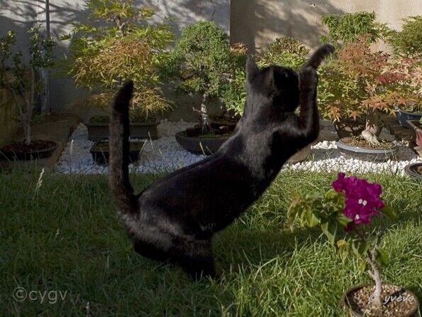 bonsai-chat Bagheera