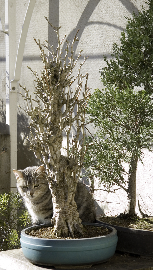 bonsai-chat Nymphéa