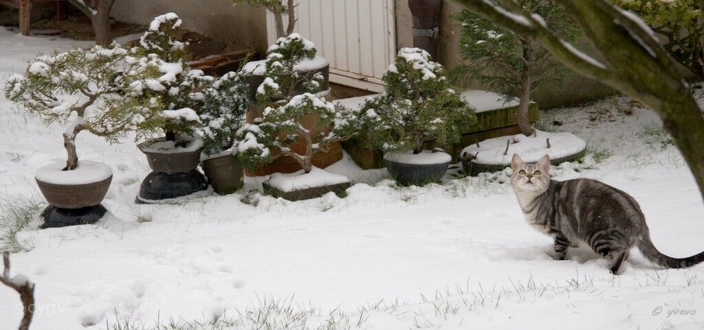 bonsai-chat Nymphéa