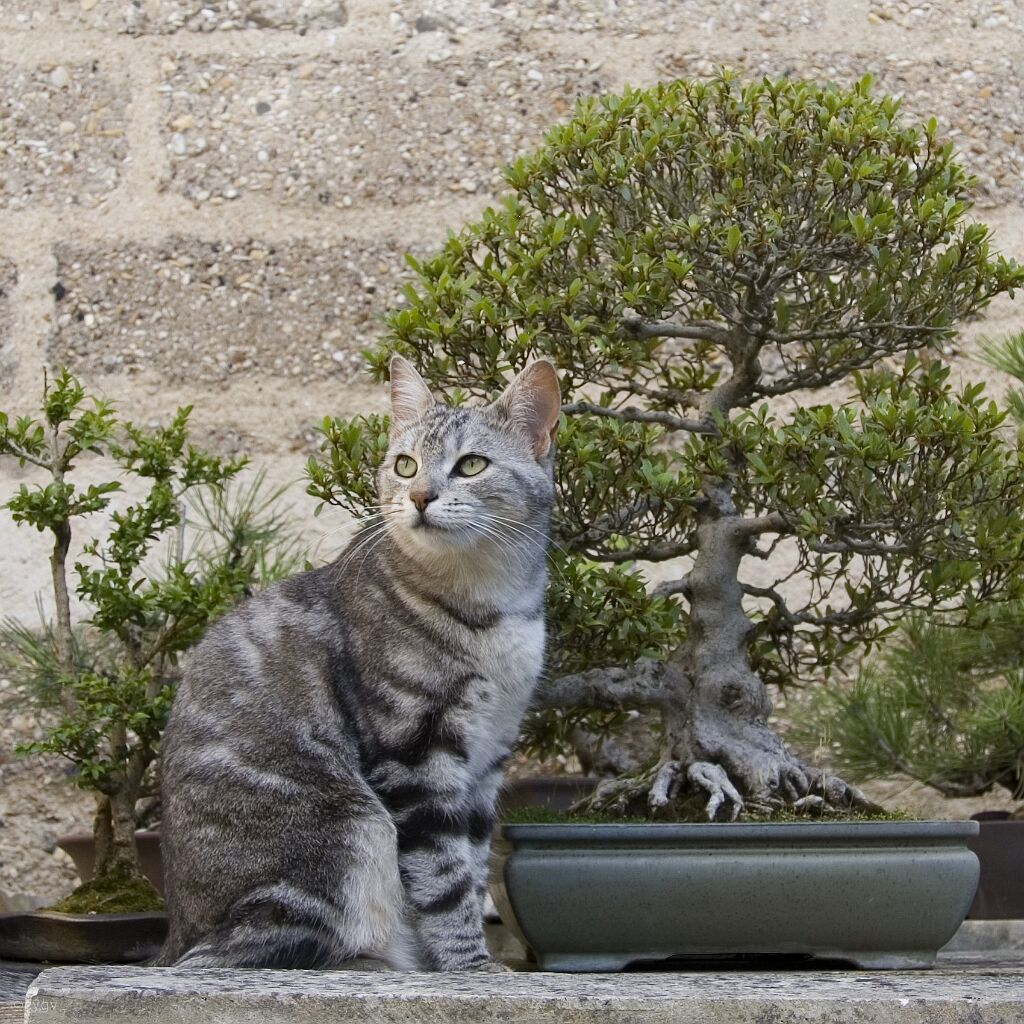 bonsai-chat Nymphéa