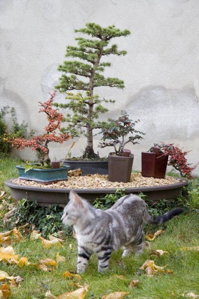 bonsai-chat Nymphéa