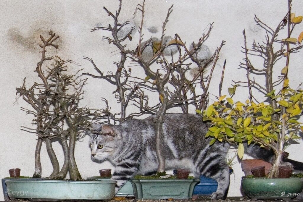 bonsai-chat Nymphéa
