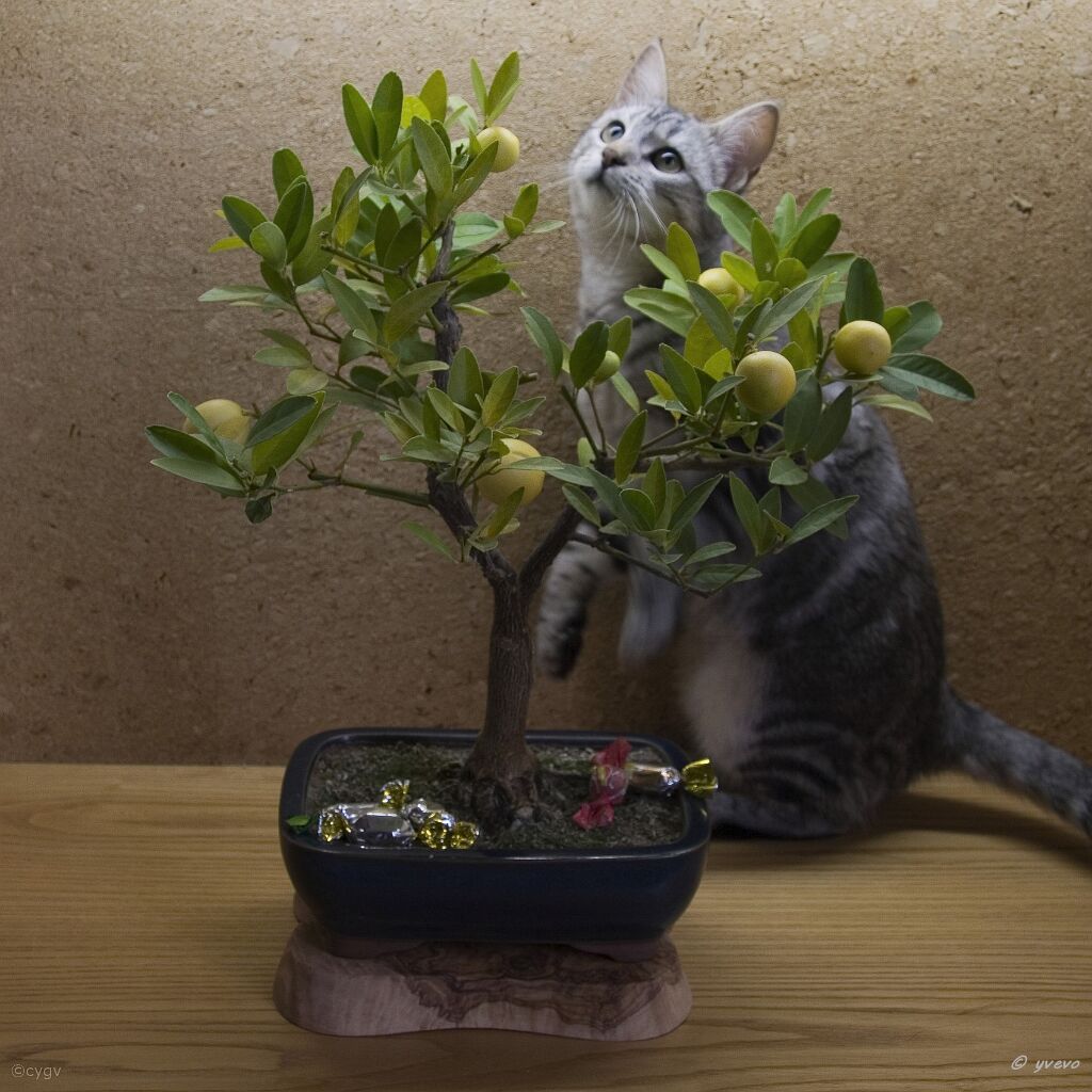 bonsai-chat Ensembles