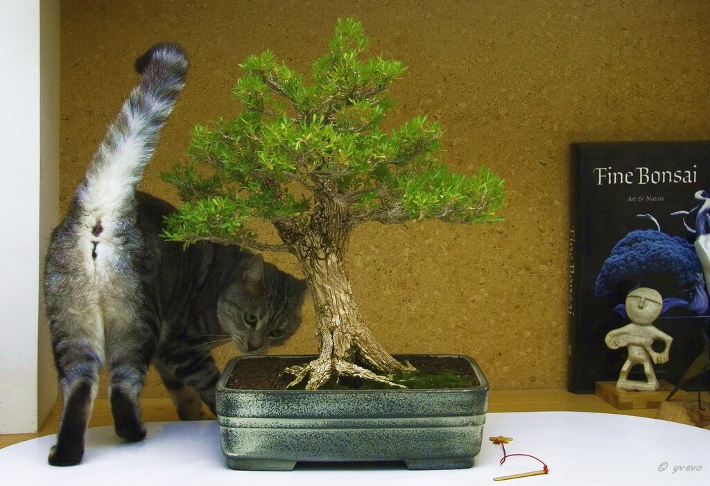 bonsai-chat Nymphéa