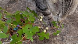 bonsai-chat Nymphéa