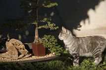 bonsai-chat Nymphéa