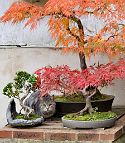 bonsai-chat Nymphéa