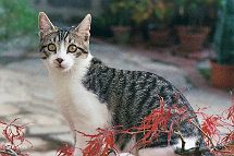 bonsai-chat