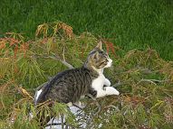 bonsai-chat