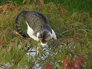 bonsai-chat
