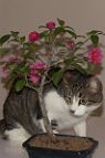 bonsai-chat