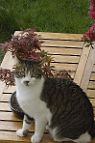 bonsai-chat