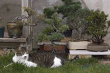 bonsai-chat