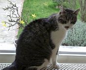 bonsai-chat Petit-loup_2017