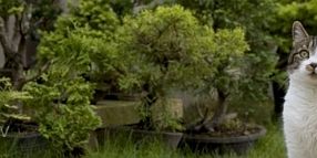 bonsai-chat Petit-loup