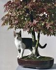 bonsai-chat