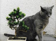 bonsai-chat Plume