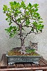 Chêne-pédonculé-bonsai Quercus robur L. et chatte