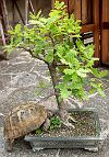 Chêne-pédonculé-bonsai Quercus robur L. et tortue
