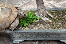 Chêne-pédonculé-bonsai Quercus robur L. et tortue