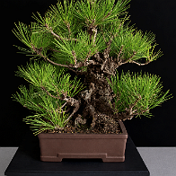03-1 Pin noir du Japon var. corticosa Pinus thunbergii var. corticosa