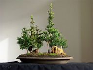 Bonsai-conifere Taxus baccata L. et Taxus baccata var. variegata Weston