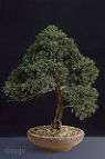 Bonsai-conifere Juniperus chinensis L.